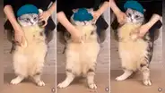 ¿Cuál es el origen del gato gordo que baila 'Girlfriend' de Avril Lavigne?