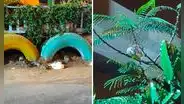 Plaga de ratas invade barrio de Santa Rosita, en SJL: ¿qué medidas tomará la municipalidad?