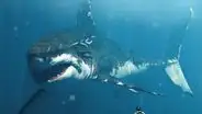 Científicos evidencian que megalodón, el tiburón gigante que vivía en el mar peruano, no era como se pensaba