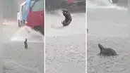 Rata se baña bajo la lluvia y peculiar acción enternece en redes sociales: “A eso le llamo felicidad”