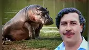 Pablo Escobar y su hipopótamo: película se estrenará en la Berlinale