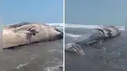 Ballena queda varada y muere en playa de Arequipa: bañistas piden retiro del cadáver