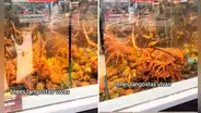 Argentina se sorprende al encontrar langostas vivas en supermercado: “No hay duda de su frescura”