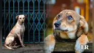 Una ciudad en Italia descontará más de US$200 en impuestos a quienes adopten perros abandonados