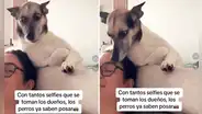 Perrita enternece al posar para que le saquen un selfie y usuarios dicen: “Toda una modelo”