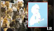 Explora la asombrosa isla de los gatos: un lugar donde hay 36 mininos por habitante