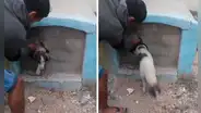 Rescatan a perrito que fue encerrado vivo en nicho de cementerio de Chiclayo