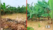 100.000 hectáreas de cultivos en riesgo en Tumbes: ¿qué alimentos se verían afectados ante el FEN?