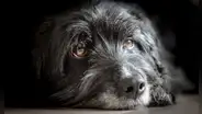 ¿Qué perros tienen mayor esperanza de vida? Estudio revela las razas más longevas