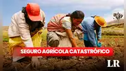 Gobierno brinda desde S/400 a agricultores: ¿cuál es la cobertura del Seguro Agrícola Catastrófico?