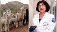 UNMSM: Martha Valdivida, la bióloga peruana que se dedica a la conservación genética de las alpacas