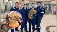 Conoce a Connie, la perrita que sobrevivió 8 días atrapada en un contenedor en EE. UU.