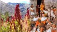 El alimento que valía igual que el oro para los incas: crece en el sur del Perú y previene la diabetes