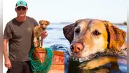 'Vaguito', el 'Hachiko Peruano': ¿cuándo se estrena la película basada en una dramática historia real?