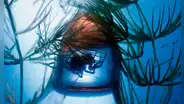 La fascinante vida subacuática de la única araña que construye un refugio bajo el mar