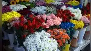 ¿Qué flores regalar por San Valentín y qué significa cada color?