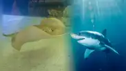 Mantarraya queda embarazada en un acuario, ¿es un tiburón el responsable?
