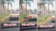 Perrito se baja de auto durante semáforo en rojo para orinar: “Aprovecha el tiempo al máximo”