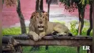 Hombre se mete a la jaula de leones para sacarse una foto y muere devorado