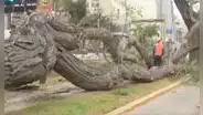 Cercado de Lima: árbol de gran tamaño cae en av. Arequipa e impide tránsito de peatones