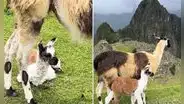 Captan nacimiento de llamita en Machu Picchu y causa ternura en redes: “Nuestros apus las cuidan”
