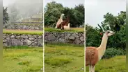 Peruano visita Machu Picchu y ve a 3 auquénidos ‘apareándose’: “Se les prendió la llama del amor”