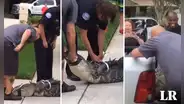 El momento exacto en que un caimán ‘noquea’ a su captor con un cabezazo
