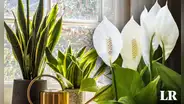 Calor en Lima: las 5 plantas que pueden bajar la temperatura en tu casa