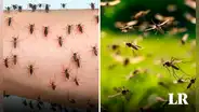 ¿Por qué hay una invasión de mosquitos en Buenos Aires y con qué repelentes protegerse?