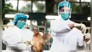 Sacrifican 23.000 aves por brote de gripe en granja