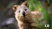 Descubre al Quokka, el animal que ha conquistado al mundo con su sonrisa