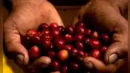 Europa podría cerrar las puertas a las exportaciones del café peruano