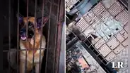 Perros de la brigada canina de la PNP viven en jaulas oxidadas, sin techo y expuestos al calor