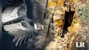Después de casi 40 años encuentran en Ayacucho nido de especie milenaria en peligro de extinción