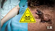 ¡Mordido por un monstruo de Gila! Hombre de 34 años muere al ser atacado por su mascota