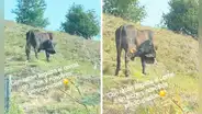 Captan a vaca bebiendo leche directamente de su ubre: “Yo la produzco, yo la consumo”