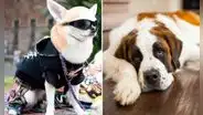 ¿Por qué los perros de raza grande viven menos que los pequeños? La respuesta científica