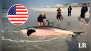 Hallan muerto a un tiburón blanco de 700 kg en Florida, Estados Unidos
