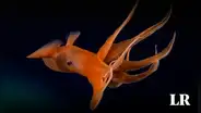El mundo oculto en el mar de Chile: descubren 100 nuevas especies en la gigantesca cordillera submarina