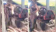 Perrito bebe jugo que trabajadores extraen de la caña de azúcar y le dicen: “Hace control de calidad”