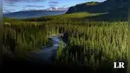 El bosque más grande del mundo que supera al Amazonas: se extiende por 3 continentes