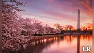 Festival de Cerezos en Flor 2024: ¿qué día se realizará en Washington D. C.?