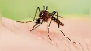 Van 44 muertes por dengue y 8 regiones tienen cifras críticas