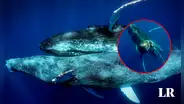 Captan a ballenas jorobadas machos en pleno acto sexual, un fenómeno nunca antes visto