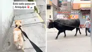 Peruano saca a pasear a su perro y queda en shock al ver que el vecino lleva un toro: “Gustos son gustos”