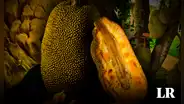 La fruta más grande del mundo crece en Sudamérica: tiene 7 sabores diferentes