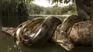 La serpiente más grande del mundo está en Perú: ¿de qué especie se trata y cómo es?