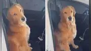 Perrito causa ternura al no dejar que su dueña vaya a trabajar y lo deje solo: “Muero de amor”