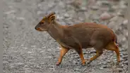 Descubrimiento histórico en Perú: Nueva especie de pudú identificada tras 60 años