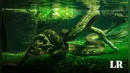 La anaconda verde, la serpiente más grande del mundo vive en la amazonía peruana